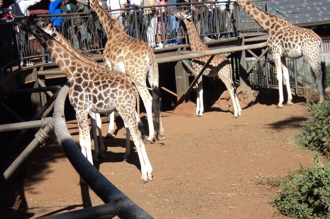 Tour to Giraffe Center From Nairobi - Giraffe Center Experience
