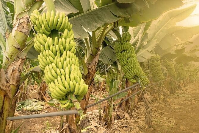 Tour to Mogán, La Aldea & Las Canteras - Big Island tour - FAQ