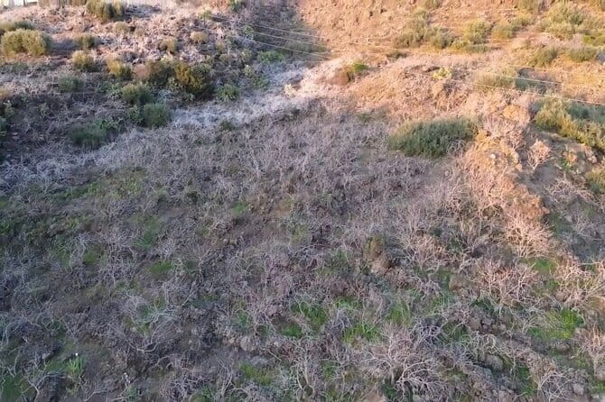 tour with tasting in the Bronte pistachio plantations - Why This Tour Offers Excellent Value