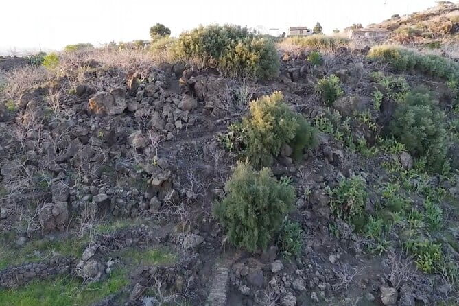 tour with tasting in the Bronte pistachio plantations - Entering the World of Pistachios: The Details