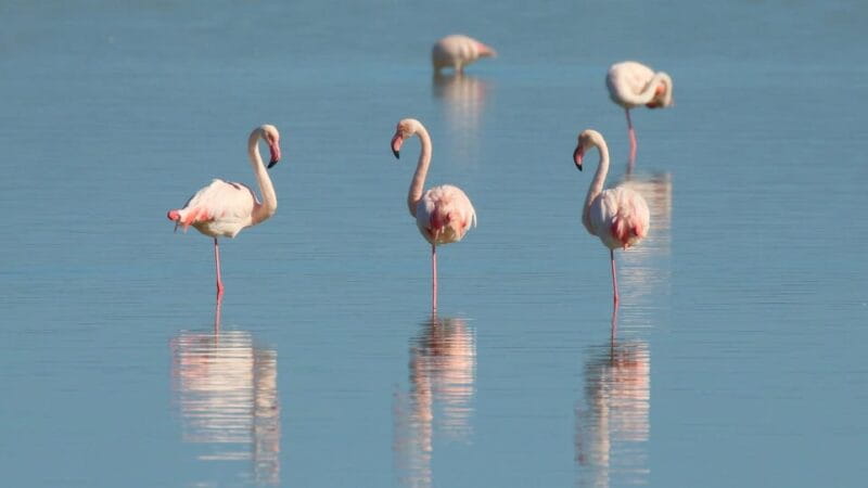 TOUR:FROM PALERMO TO SEGESTA, ERICE & TRAPANI - Transportation and Pricing: What You Need to Know