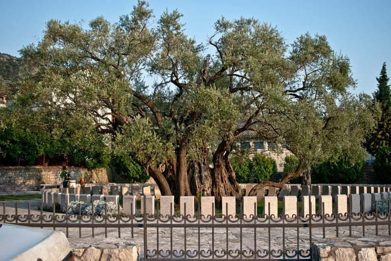Town of Bar: Old Town Heritage Tour and Olive Oil Tasting - FAQs