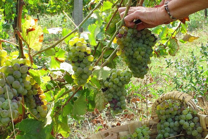 Traditional Cooking Class, Farm Tour & Lunch in the Douro Valley - Farm Tour and Produce Picking