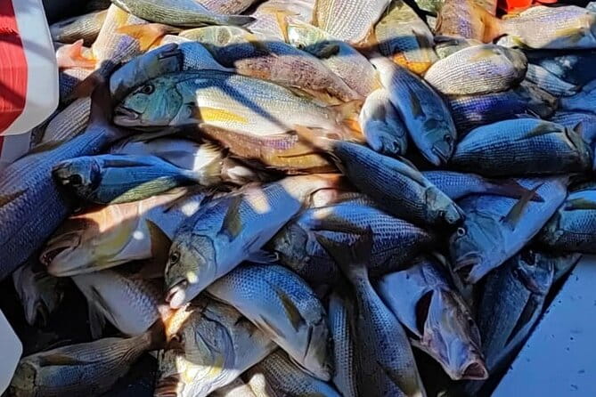 Traditional Mengo Fishing & fish picnic Hvar - Discovering the Heart of Hvar’s Fishing Tradition