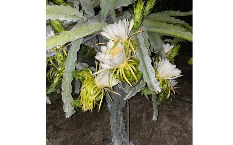 Traditional Olive Grove and Dragon Fruit Farm Tour - Key points / Takeaways