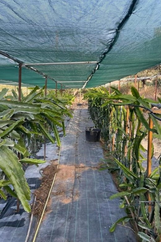 Traditional Olive Grove and Dragon Fruit Farm Tour - Entering the World of Crete’s Olive and Dragon Fruit Cultivation