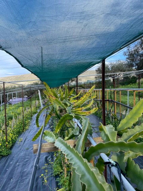 Traditional Olive Grove and Dragon Fruit Farm Tour - What Makes This Experience Stand Out?