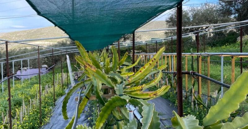 Traditional Olive Grove and Dragon Fruit Farm Tour - Final Thoughts: Is This the Right Tour for You?