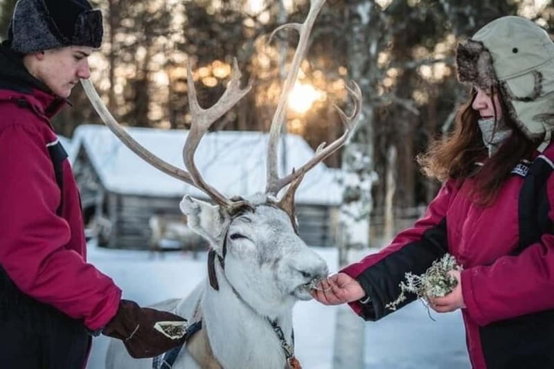 Traditional Reindeer Farm Visit with a Short Sleigh Ride - A Genuine Taste of Lapland: Reindeer and Sami Traditions