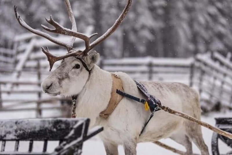 Traditional Reindeer Farm Visit with a Short Sleigh Ride - Key points/takeaways