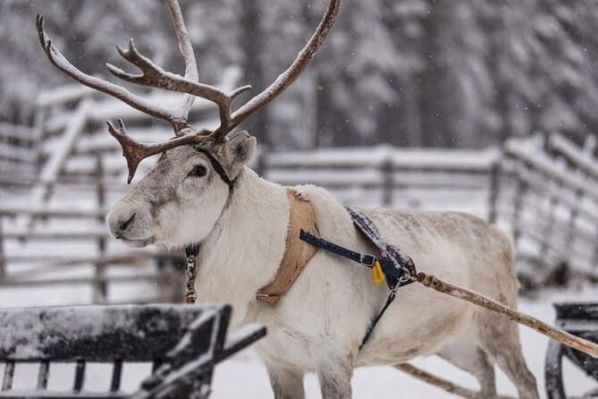 Traditional Reindeer Farm Visit with a Short Sleigh Ride - Practical Considerations and Tips