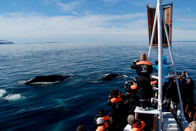 Traditional Whale Watching Tour From Husavik - Whale Watching Experiences