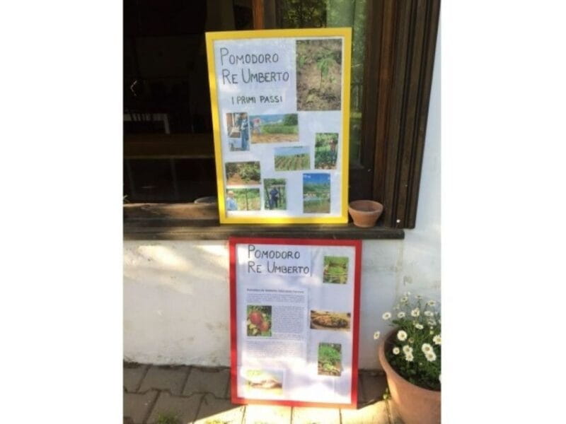 Tramonti: "Re Fiascone" Tomato Tasting - The Sum Up: A Genuine Taste of Tramonti