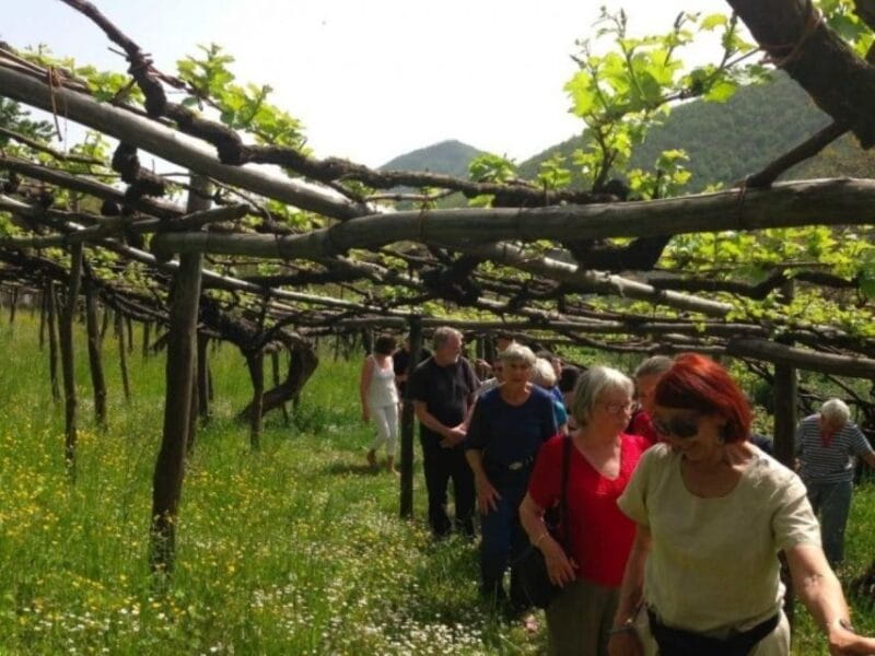 Tramonti: Tenuta San Francesco Wine Tasting - Key points / Takeaways