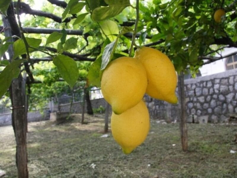 Tramonti: Traditions of the Mediterranean Diet Cooking Class - Discovering Tramonti’s Culinary Heritage