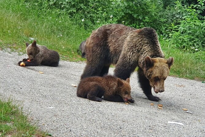 Transfagarasan Road Private Day Trip from Bucharest / The Best Road in the World - Exploring the Itinerary: A Deep Dive into the Highlights