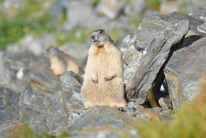 Transfagarasan, Vidraru and Poenari Fortress Tour from Sibiu - Logistics, Pricing, and Who Should Consider This Tour