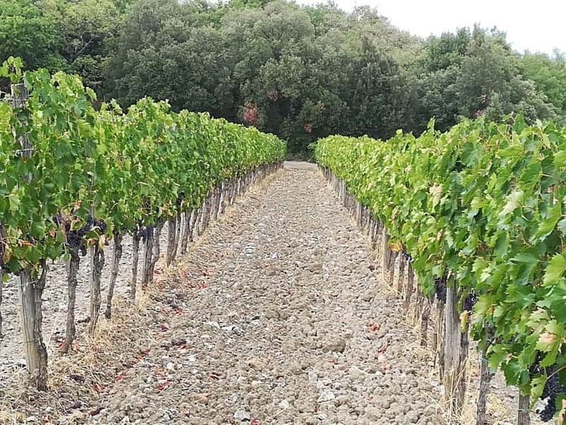 Transfer Siena-Florence with visit to Chianti and tasting - Key Points / Takeaways