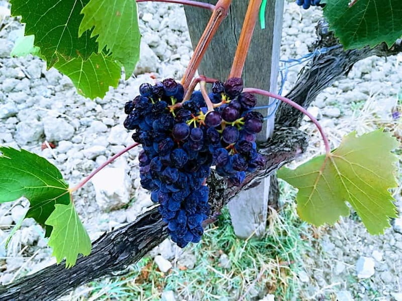 Transfer Siena-Florence with visit to Chianti and tasting - Who Will Love This Experience?