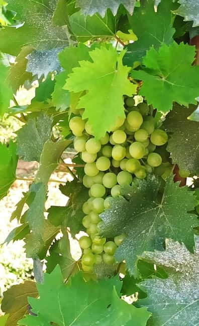 Transfer Siena-Florence with visit to Chianti and tasting - Price and Logistics: What You’re Getting for Your Money