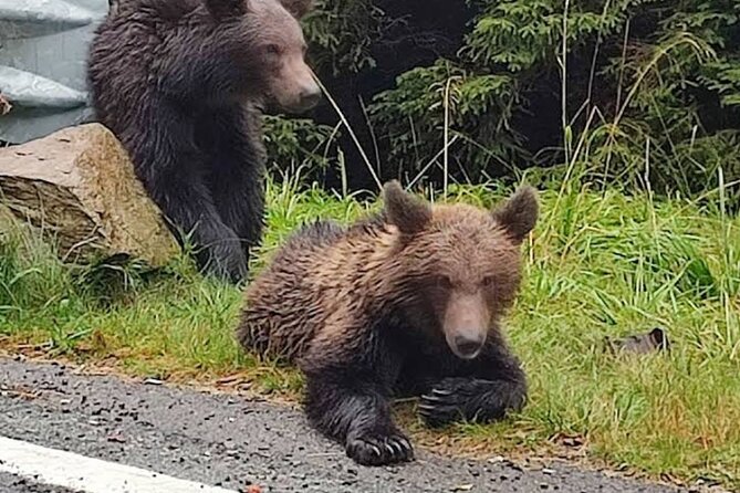 Transformational Top Gear Road, Wild Brown Bears, Small Group Max 8 - Scenic Transfagarasan Mountain Road