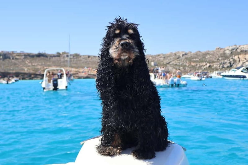 Trapani: favignana and levanzo boat tour - Exploring Sicily’s Egadi Islands: A Full-Day Boat Tour from Trapani