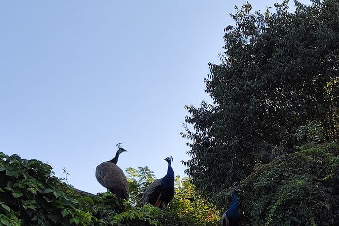 Trekking in the Wood with picnic on the turtles lake - Final Thoughts