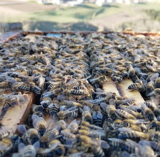 Trentino Agriconda: The adventure of the queen bee. We will explore the beehives. - Discovering the Heart of Beekeeping: What to Expect