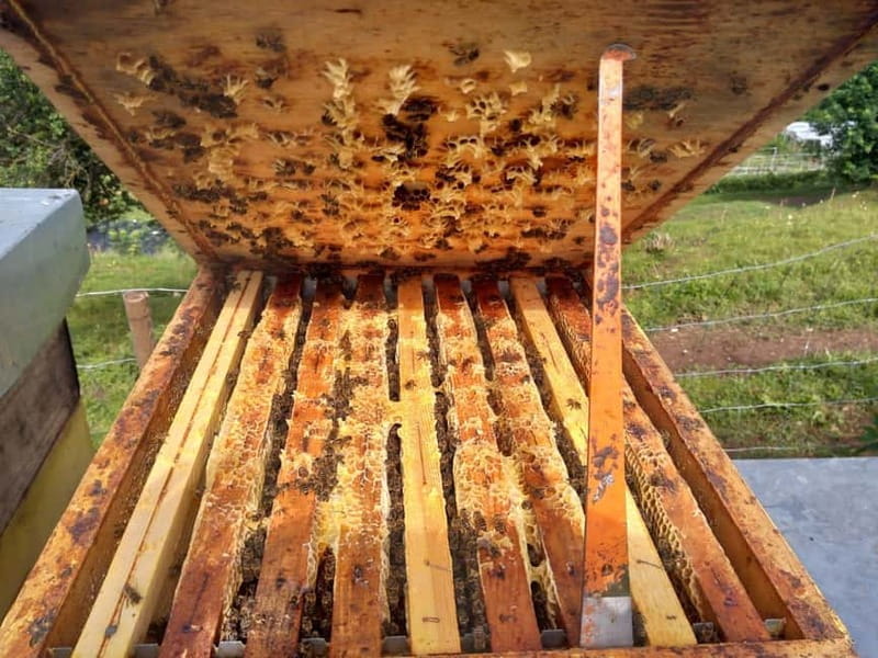 Trentino Agriconda: The adventure of the queen bee. We will explore the beehives. - Who Will Love This Experience?