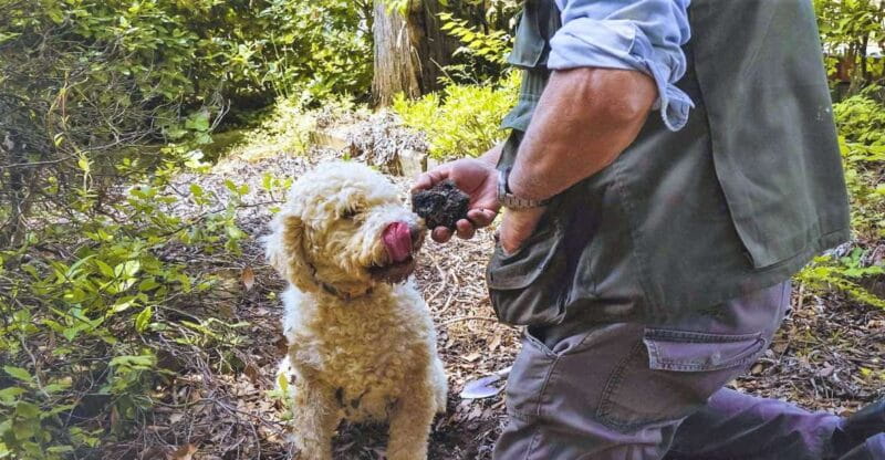 Trequanda: Tuscan Truffle Hunting Experience with Lunch - Experiencing Tuscany’s Hidden Gem: Truffle Hunting and Tasting