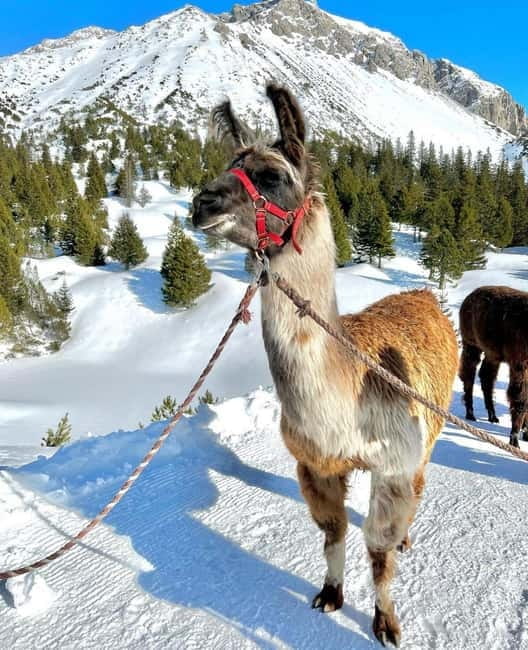Triesenberg: Private hike with our llamas - Key points / Takeaways