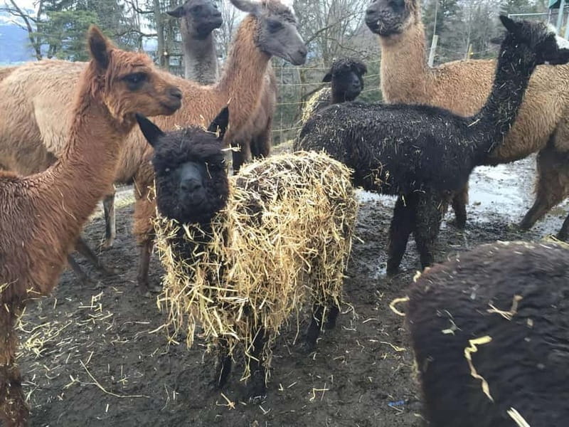Triesenberg: Private hike with our llamas - Who Will Enjoy This Experience?