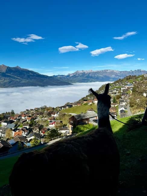 Triesenberg: Private hike with our llamas - Why Choose This Llama Hike in Triesenberg?