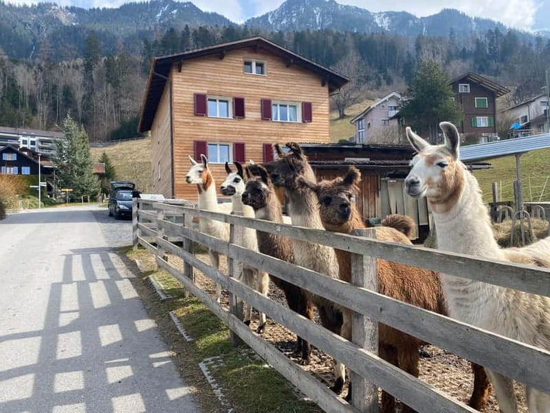Triesenberg: Walk with Llamas in the Mountains - Final Thoughts: Who Will Love This Experience?