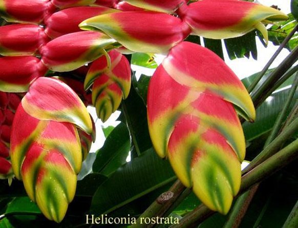 Trinidad Nature and Asa Wright Center Full-Day Tour From Port of Spain - Key Points