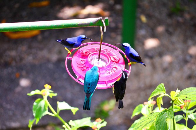 Trinidad Nature and Asa Wright Center Full-Day Tour From Port of Spain - Physical Fitness Requirements