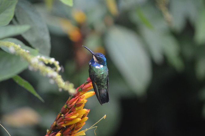 Trinidad Nature and Asa Wright Center Full-Day Tour From Port of Spain - Reviews and Feedback