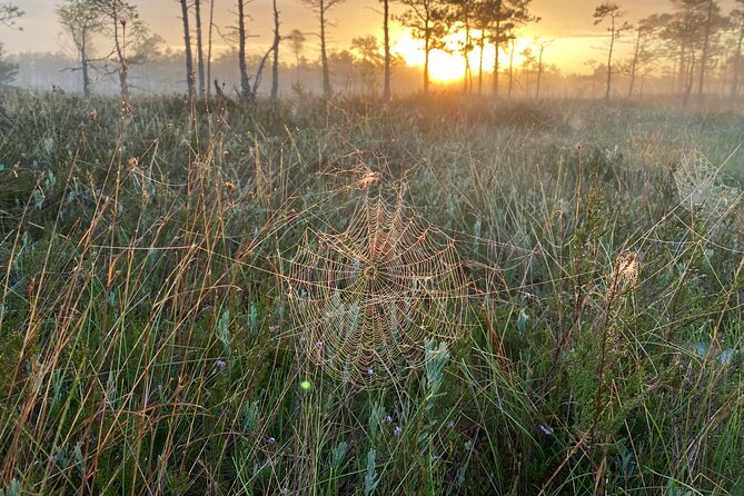 Trip to Kemeri National Park & Jurmala From Riga - Lunch Break at Local Restaurants