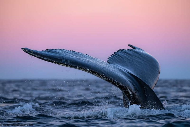 Tromsø: 24hr Northern Lights & Whale Watching Cruise - Tromsø: 24hr Northern Lights & Whale Watching Cruise – A Truly Unique Arctic Adventure