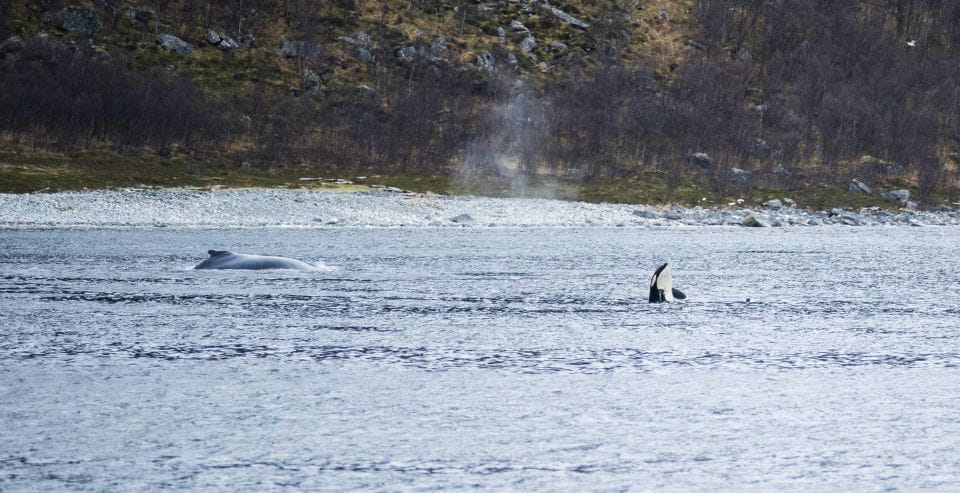 Tromsø 3-Days Whale Watching, Northern Lights & Dog Sledding - Frequently Asked Questions