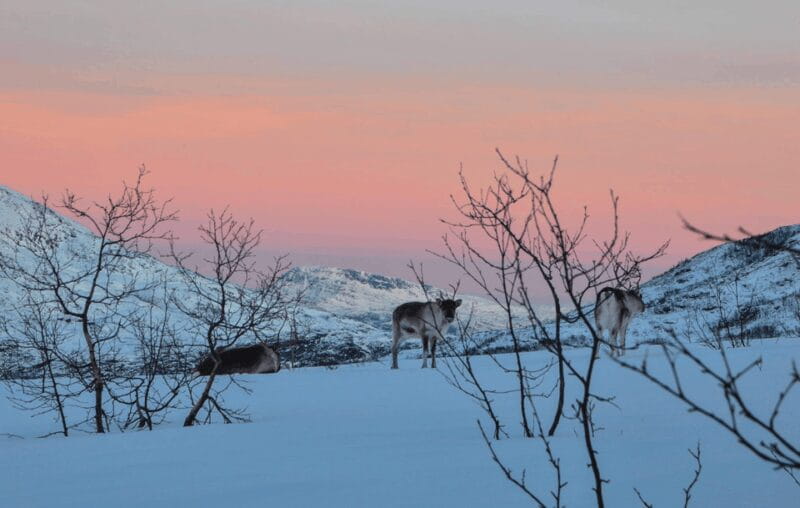 Tromso: Fjord Arctic Adventure Expedition - FAQ About the Tromso Fjord Arctic Adventure Expedition