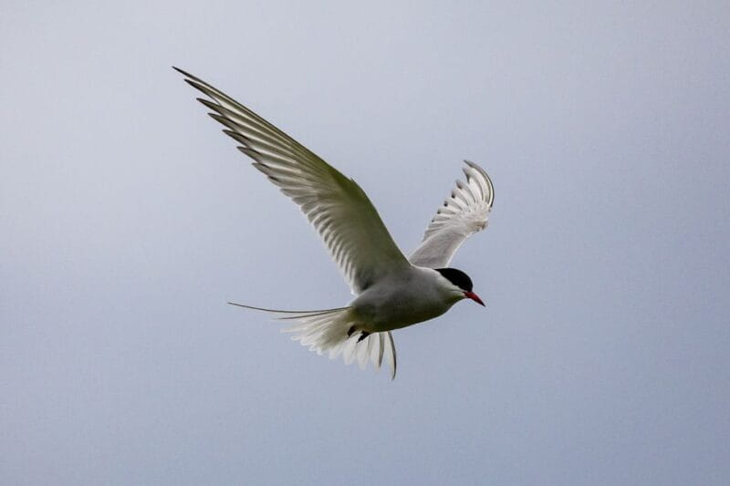 Tromsø: Fjord Fishing Cruise - FAQs