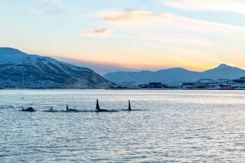 Tromsø: Fjord History Cruise with Snack and Drinks - The Vessel and Its History: A Journey Back in Time