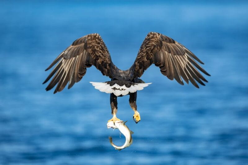 Tromsø: Fjord History Cruise with Snack and Drinks - Final Thoughts: Who Should Book This?