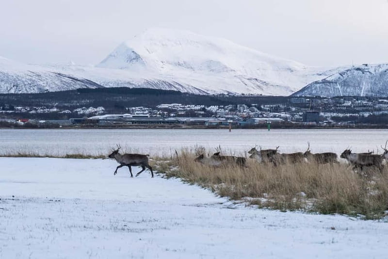Tromsø: Fjord Tour and Visit to Sommarøy with Expert Tour Guide in Italian - Price and Logistics