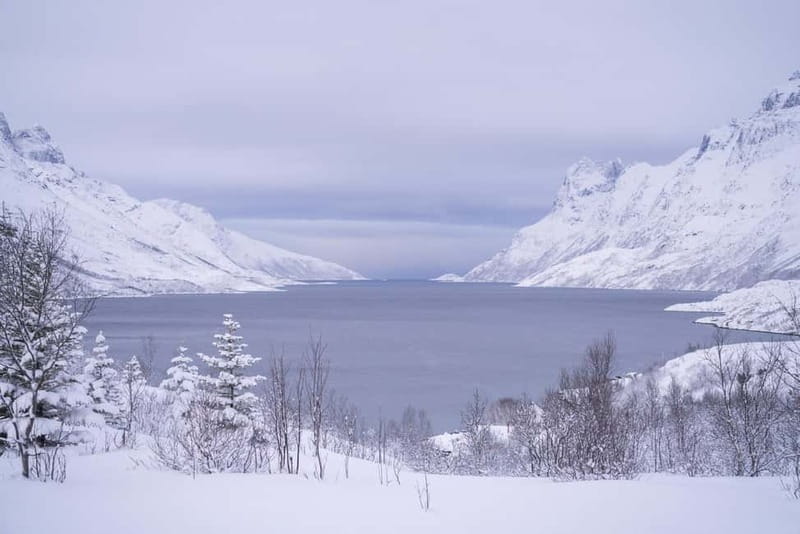 Tromsø: Fjord Tour to Sommarøy with Expert Guide in Spanish - Price and Logistics: Is This a Good Value?