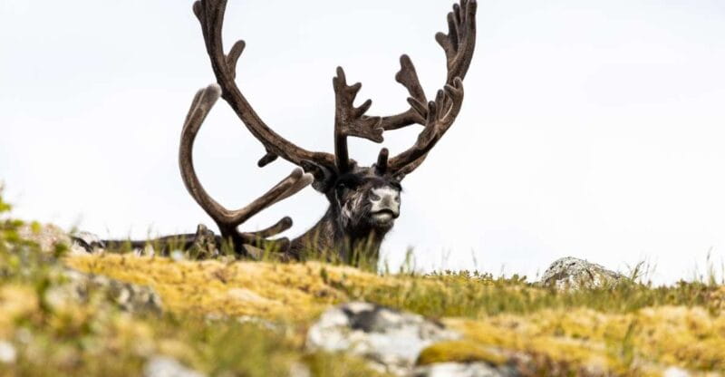Tromso: Guided Fjord Expedition in Kvaløya with Light Lunch - Starting Point: Entering the Arctic Wilderness