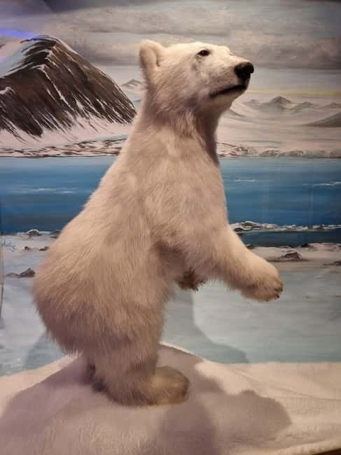 Tromsø: Guided Polar Bear Walk incl. Polaria & Polar Museum - The Guides Make the Difference
