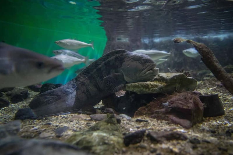 Tromsø: Guided Tour of Polaria - Key Points / Takeaways