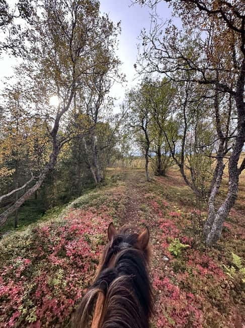 Tromsø: Horseback Riding Tour - Practical Tips for Booking and Enjoying Your Ride